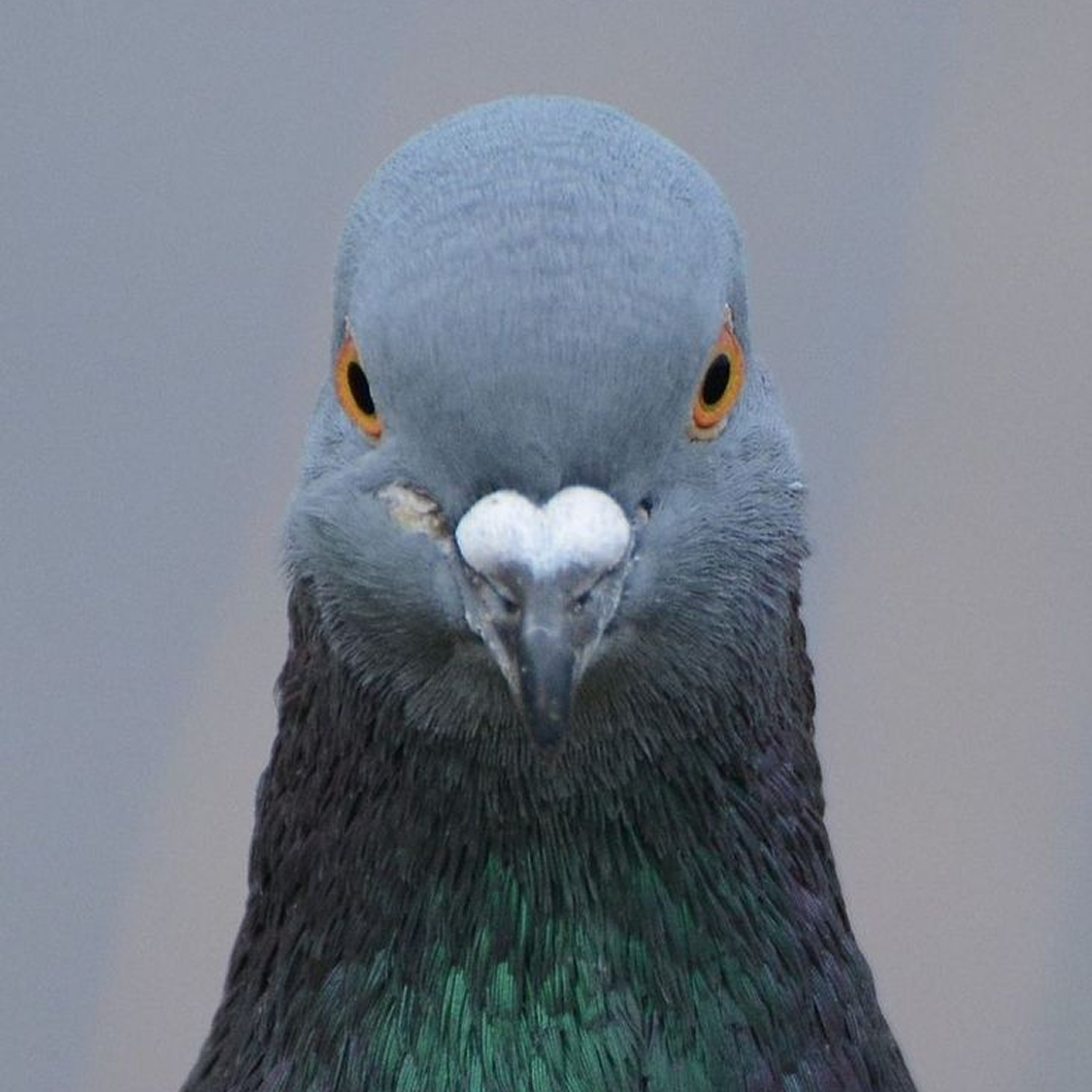 Long live Pigeon